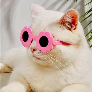 Flowers sunglasses pets ❤️